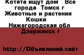 Котята ищут дом - Все города, Томск г. Животные и растения » Кошки   . Нижегородская обл.,Дзержинск г.